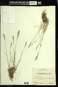 Poa glauca image