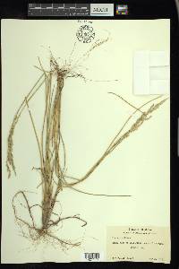 Poa arida image