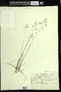 Poa arctica image