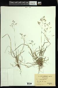 Poa cuspidata image