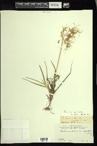 Poa arctica image