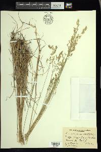 Poa nervosa image