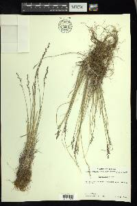 Poa glauca image