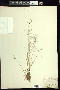 Poa arctica image