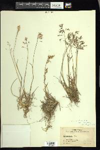 Poa arctica image