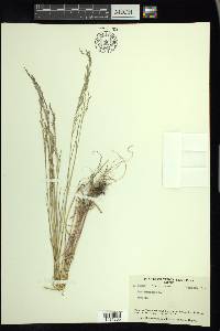 Poa nemoralis image