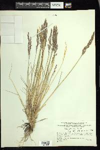 Poa glauca image