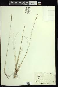 Poa glauca image