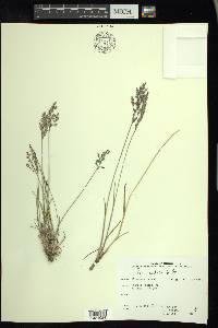 Poa arctica image