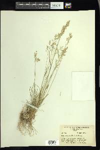 Poa nervosa image