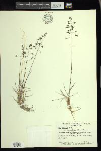 Poa arctica image