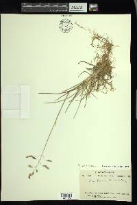 Poa arctica image