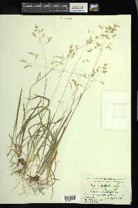 Poa cuspidata image