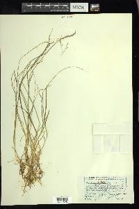 Poa glauca image