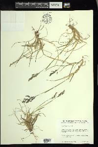 Poa arctica image