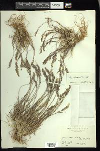 Poa glauca image