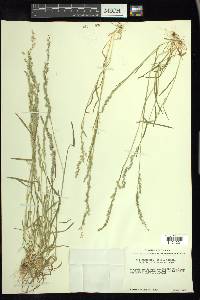 Poa bigelovii image