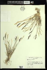 Poa glauca image