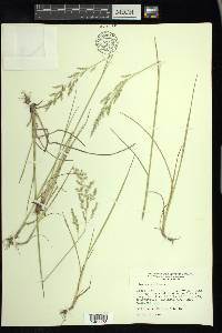 Poa arida image