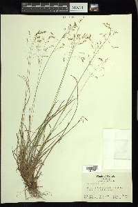 Poa autumnalis image