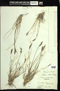 Poa glauca image