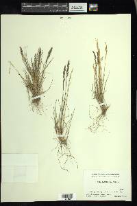 Poa glauca image