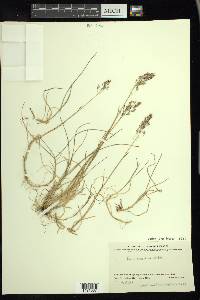 Poa arctica image