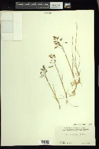 Poa arctica image