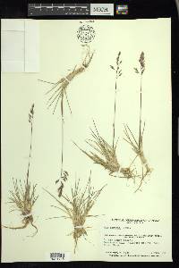 Poa hartzii image