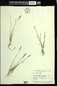 Poa glauca image