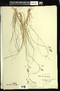 Poa cuspidata image