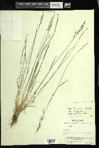 Poa glauca image