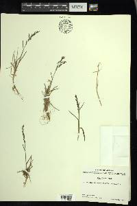 Poa glauca image