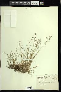 Poa arctica image