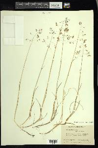 Poa arctica image