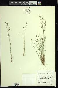 Poa glauca image