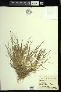 Poa arctica image