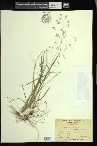 Poa cuspidata image