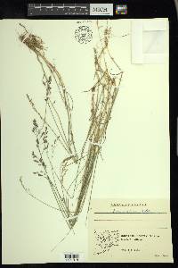 Poa arctica image