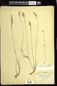 Poa arctica image