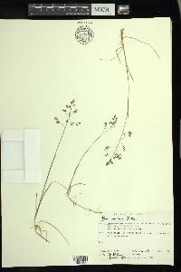 Poa arctica image