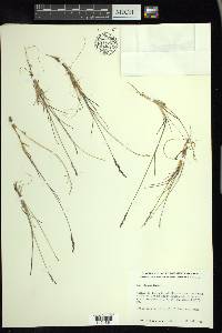 Poa glauca image