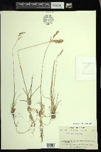 Poa arctica image