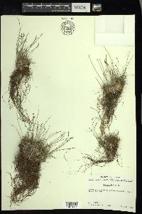 Poa arctica image