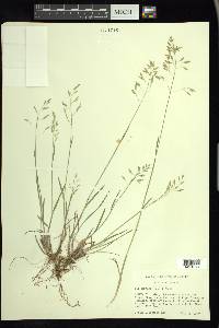 Poa nervosa image