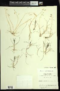 Poa arctica image