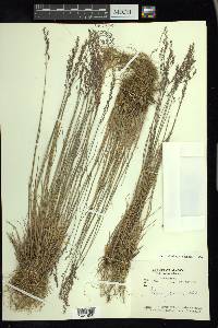 Poa glauca image