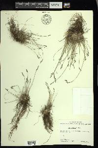 Poa arctica image