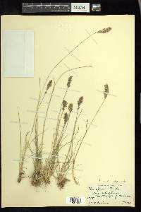 Poa cusickii image