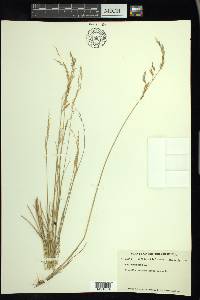 Poa nemoralis image